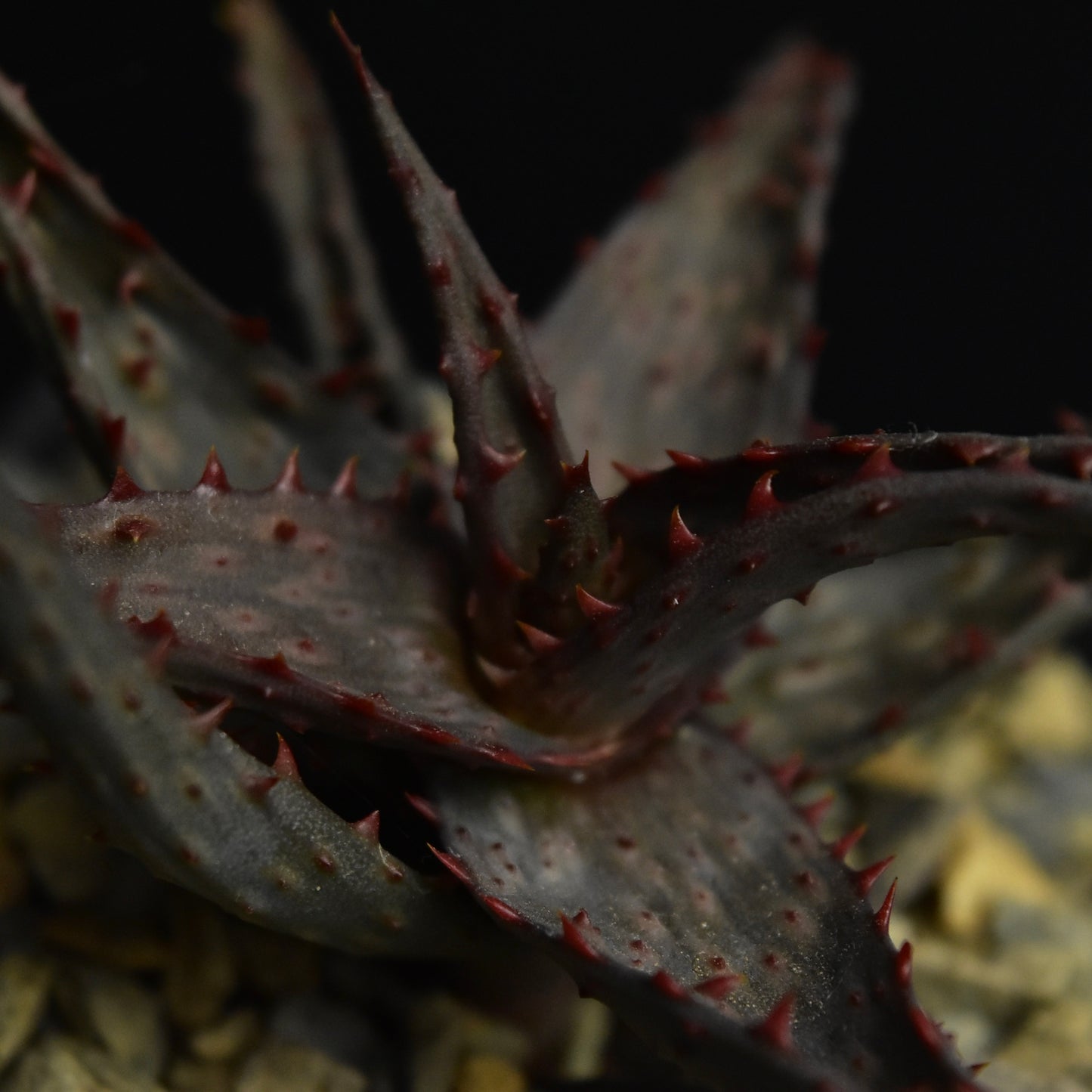 Aloe castilloniae F1-Hybride