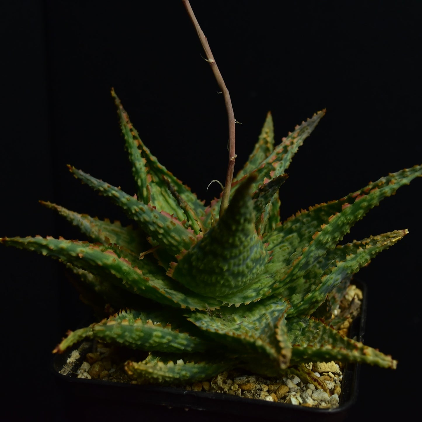 Aloe cv. Franco