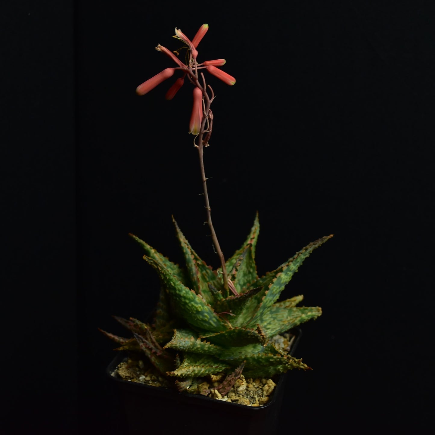 Aloe cv. Franco