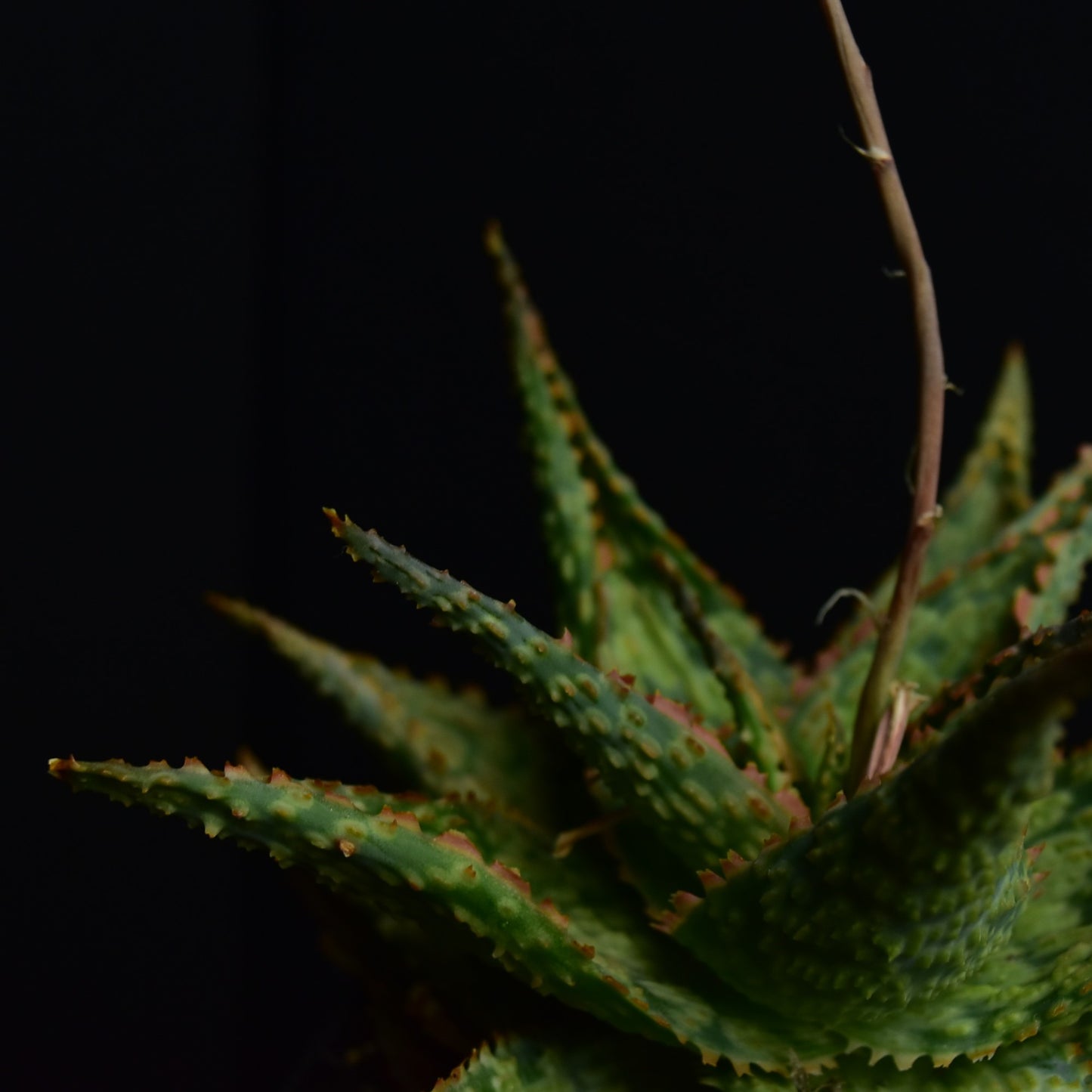 Aloe cv. Franco