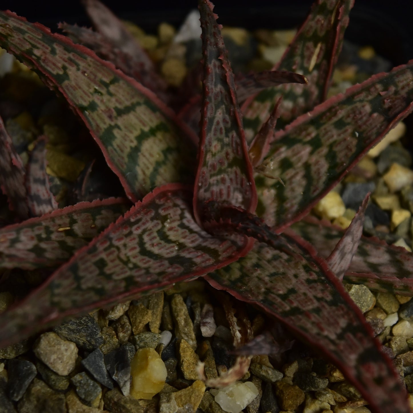 Aloe cv. Goby