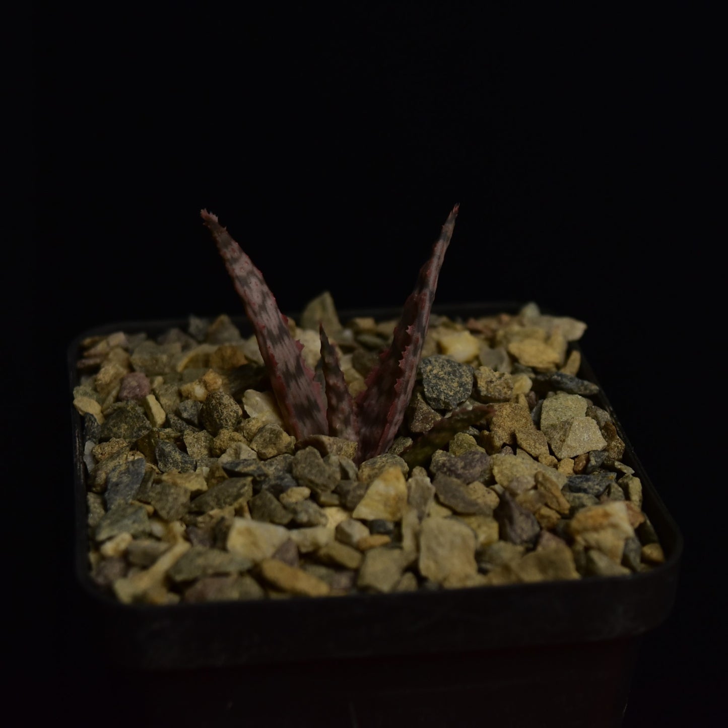 Aloe cv. Goby