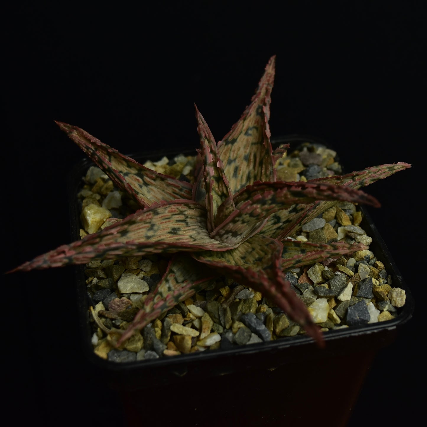 Aloe cv. "Pink Blush"