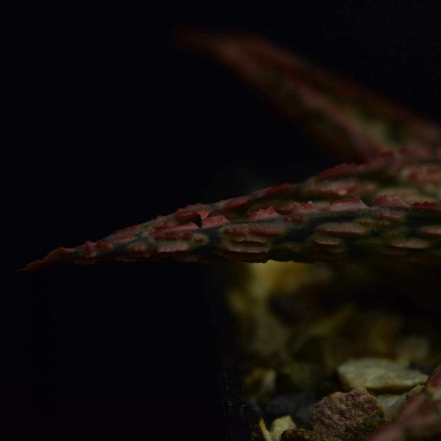 Aloe cv. "Pink Blush"