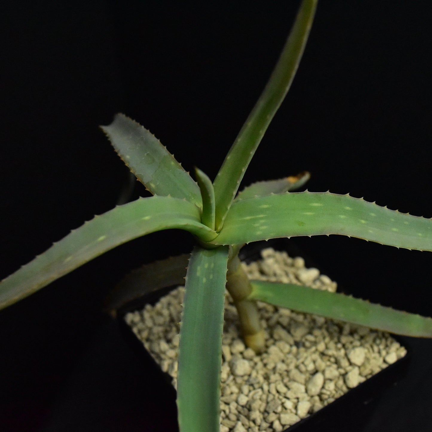 Aloe diolii (Sudan)
