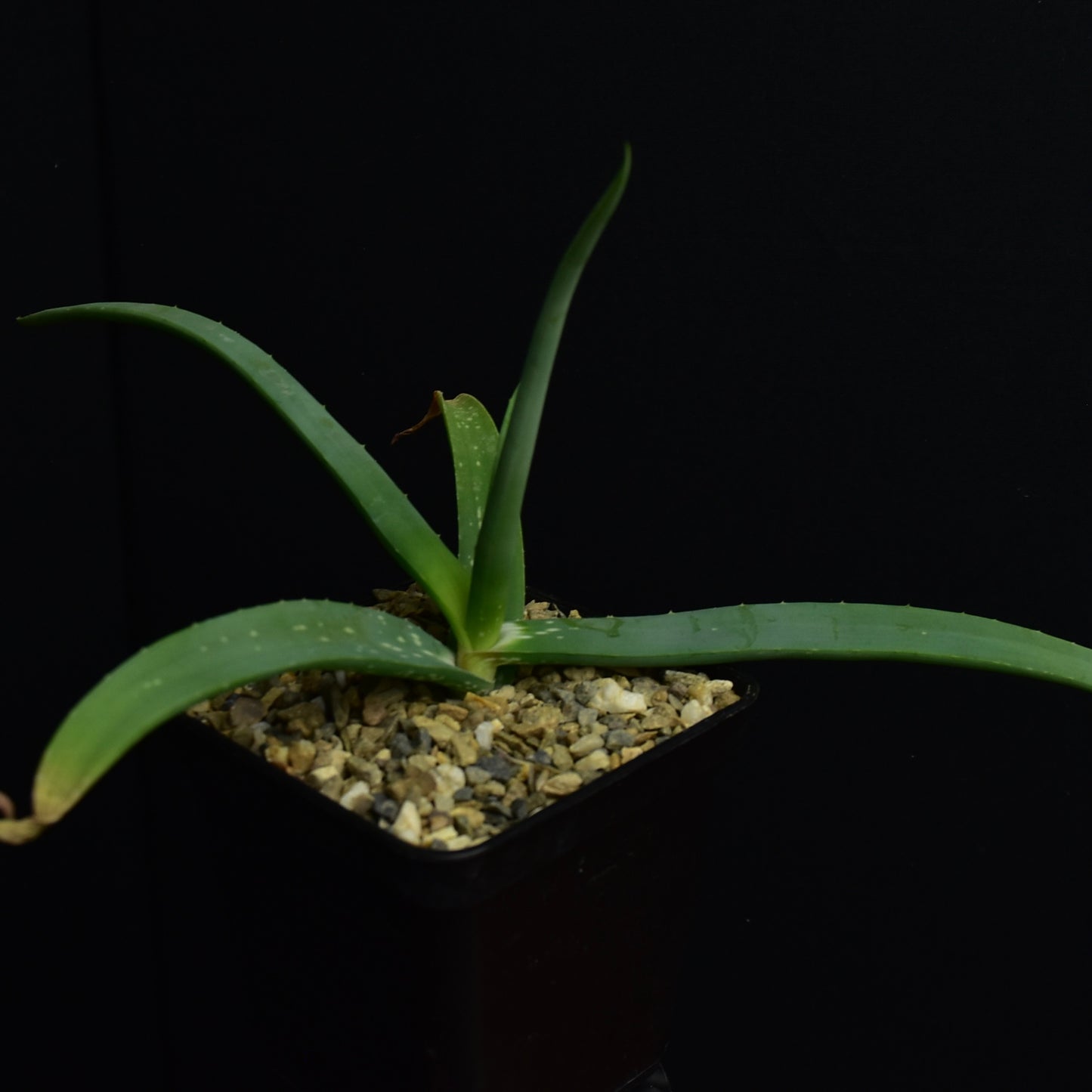 Aloe flexifolia