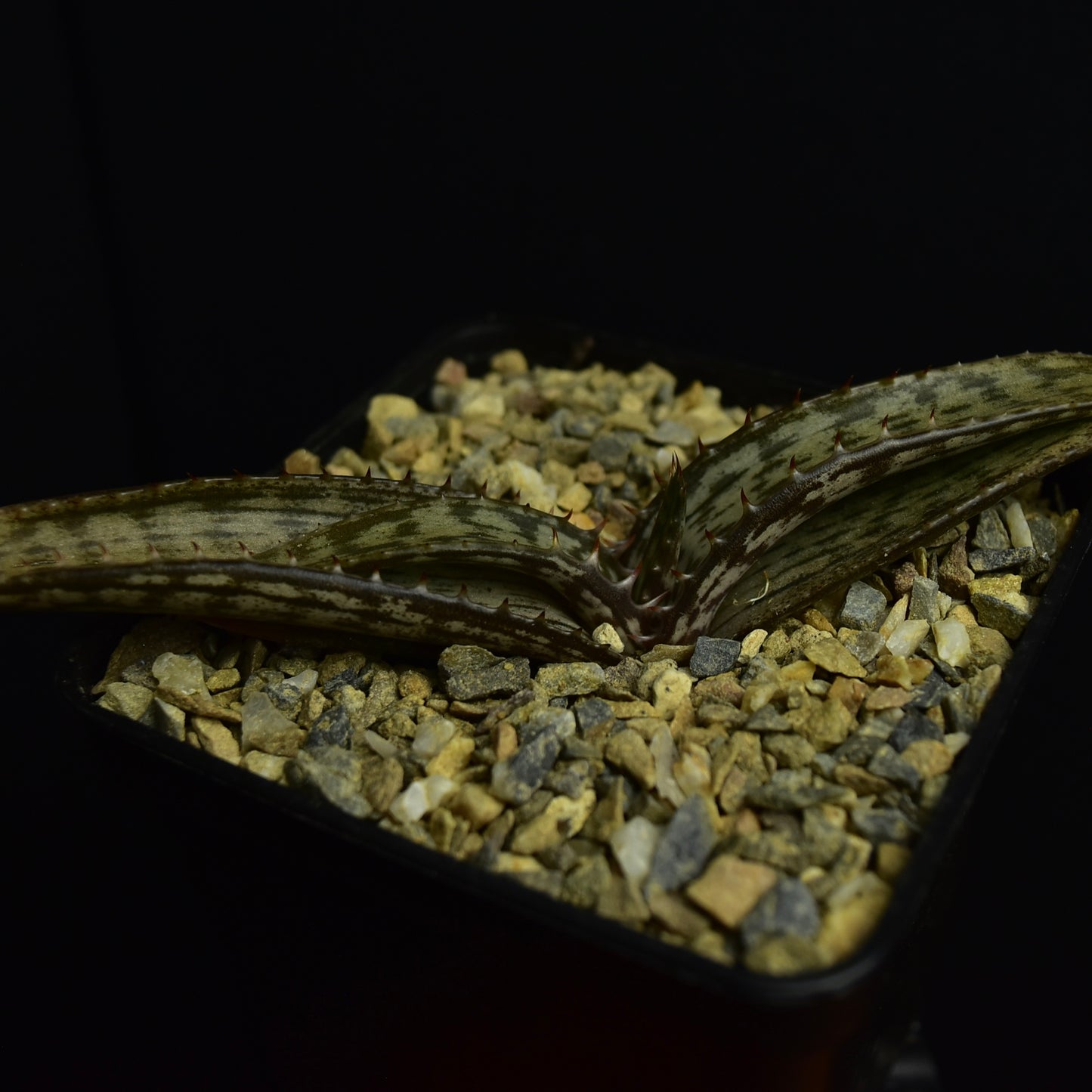 Aloe greatheadii v. davyana