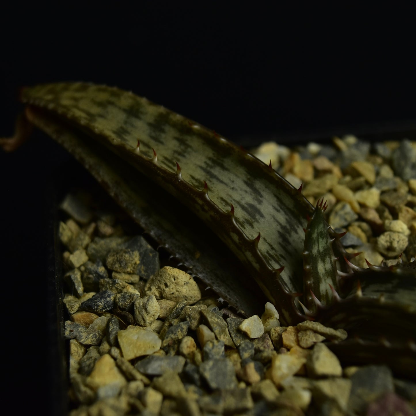 Aloe greatheadii v. davyana
