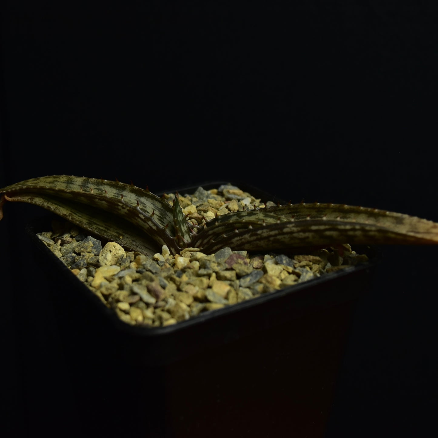 Aloe greatheadii v. davyana