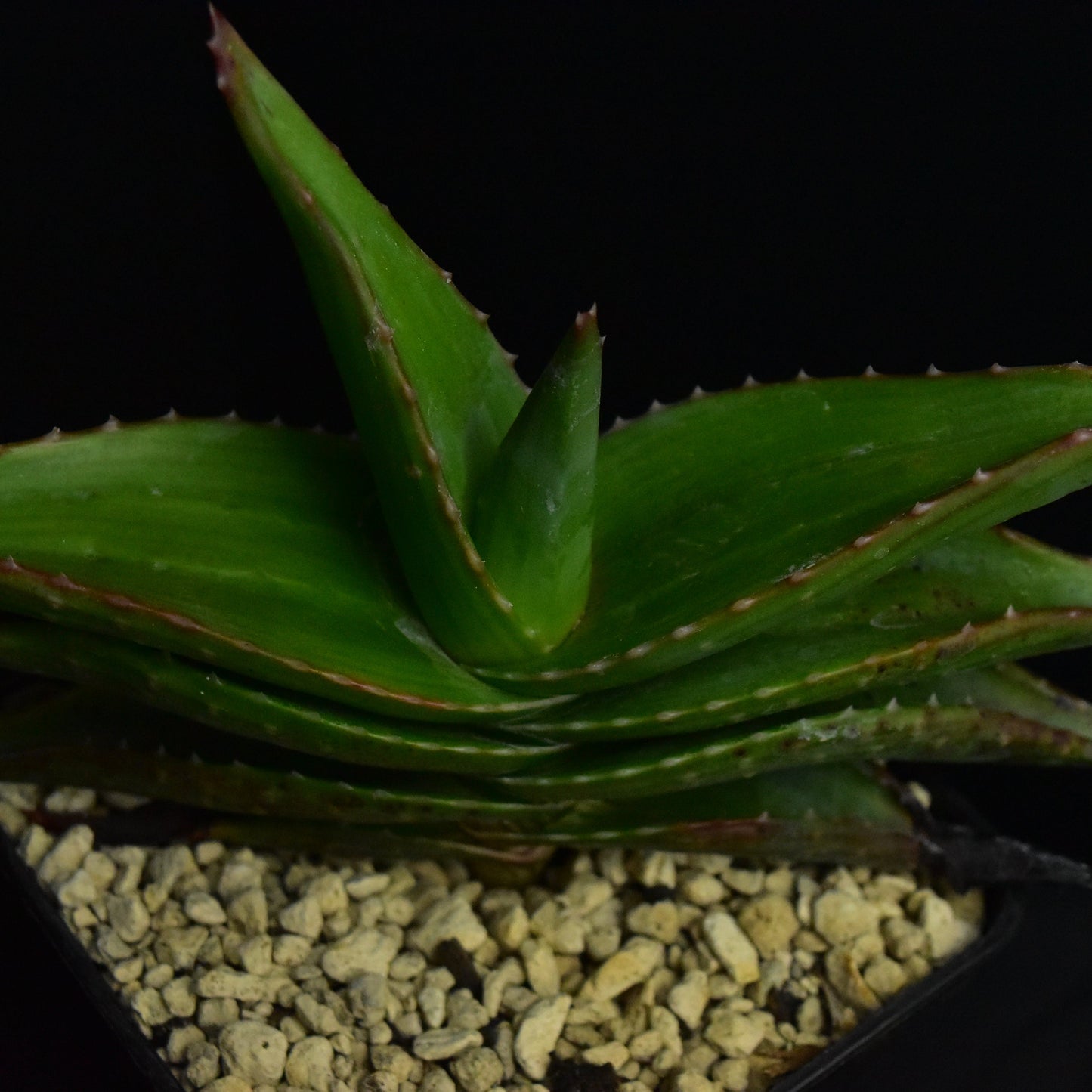 Aloe pavelkae