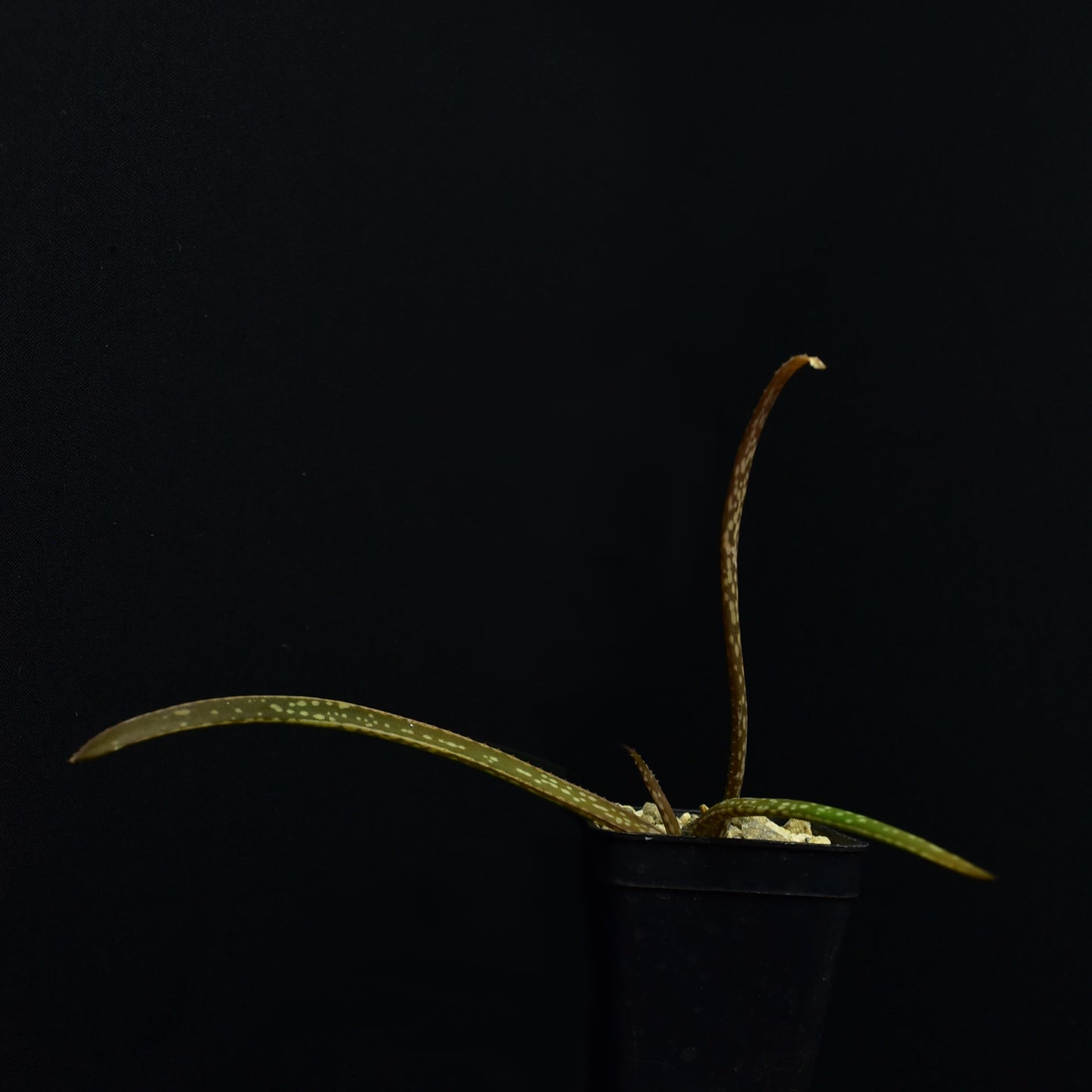 Aloe pendens