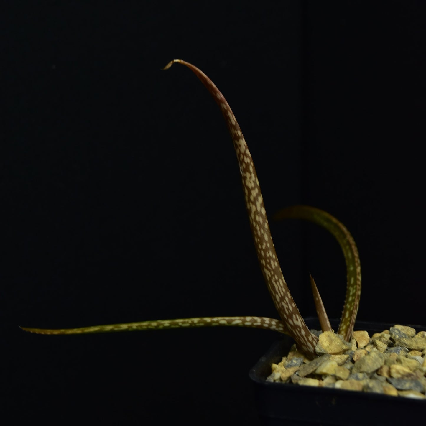 Aloe pendens