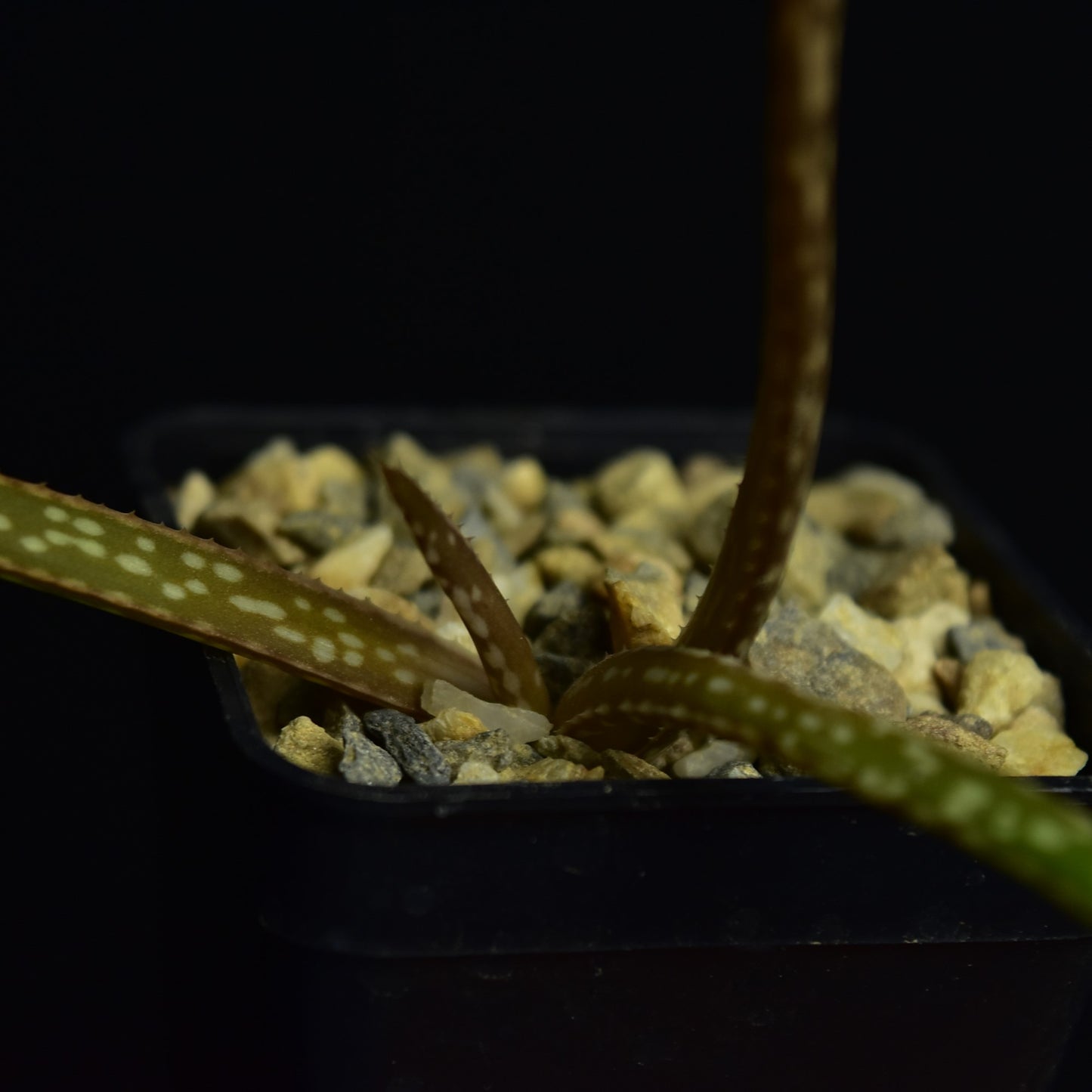 Aloe pendens