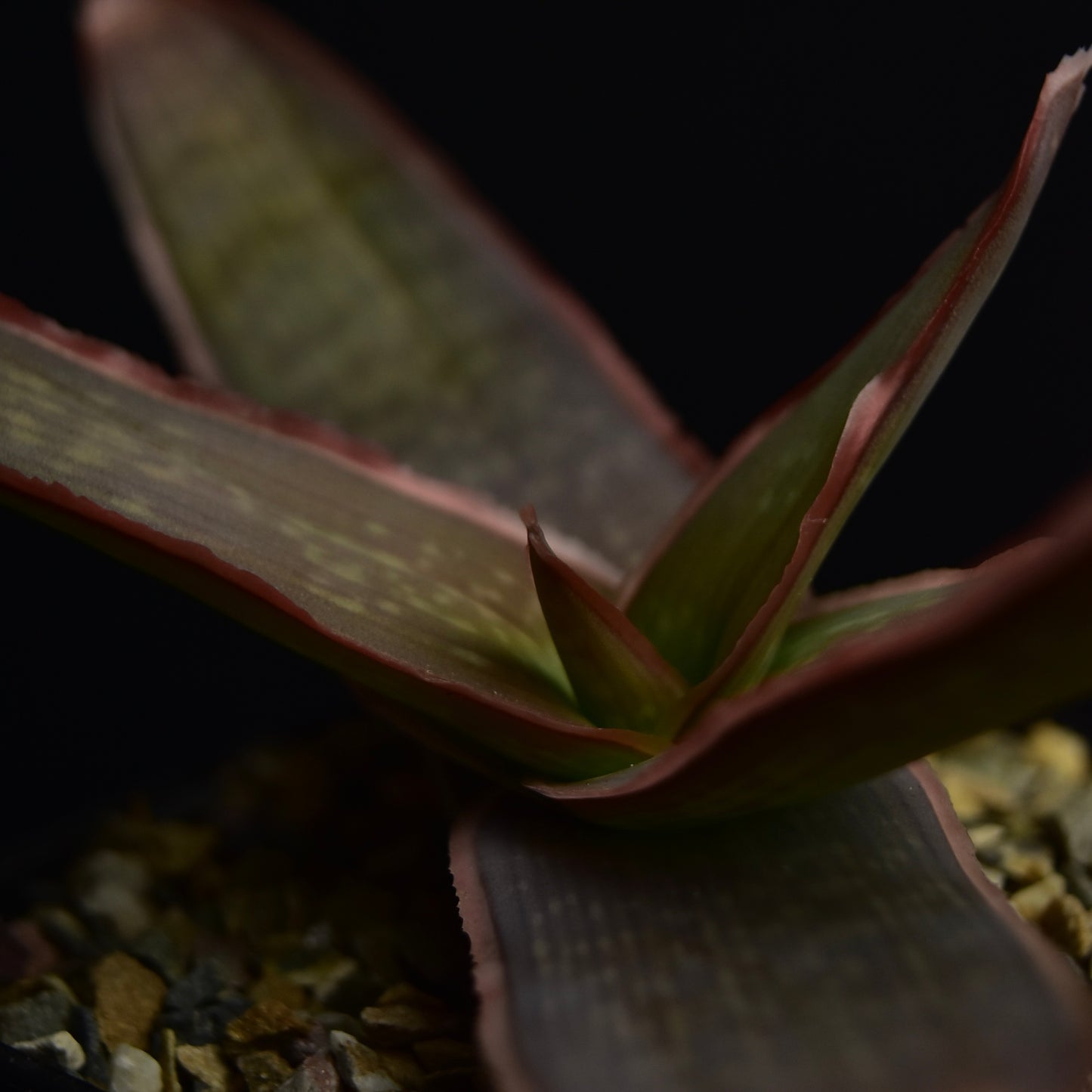 Aloe striata