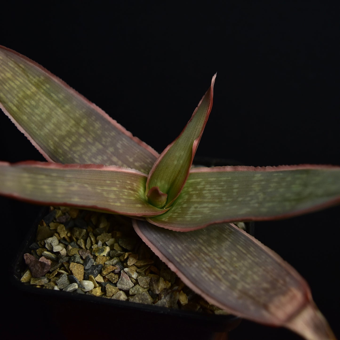 Aloe striata