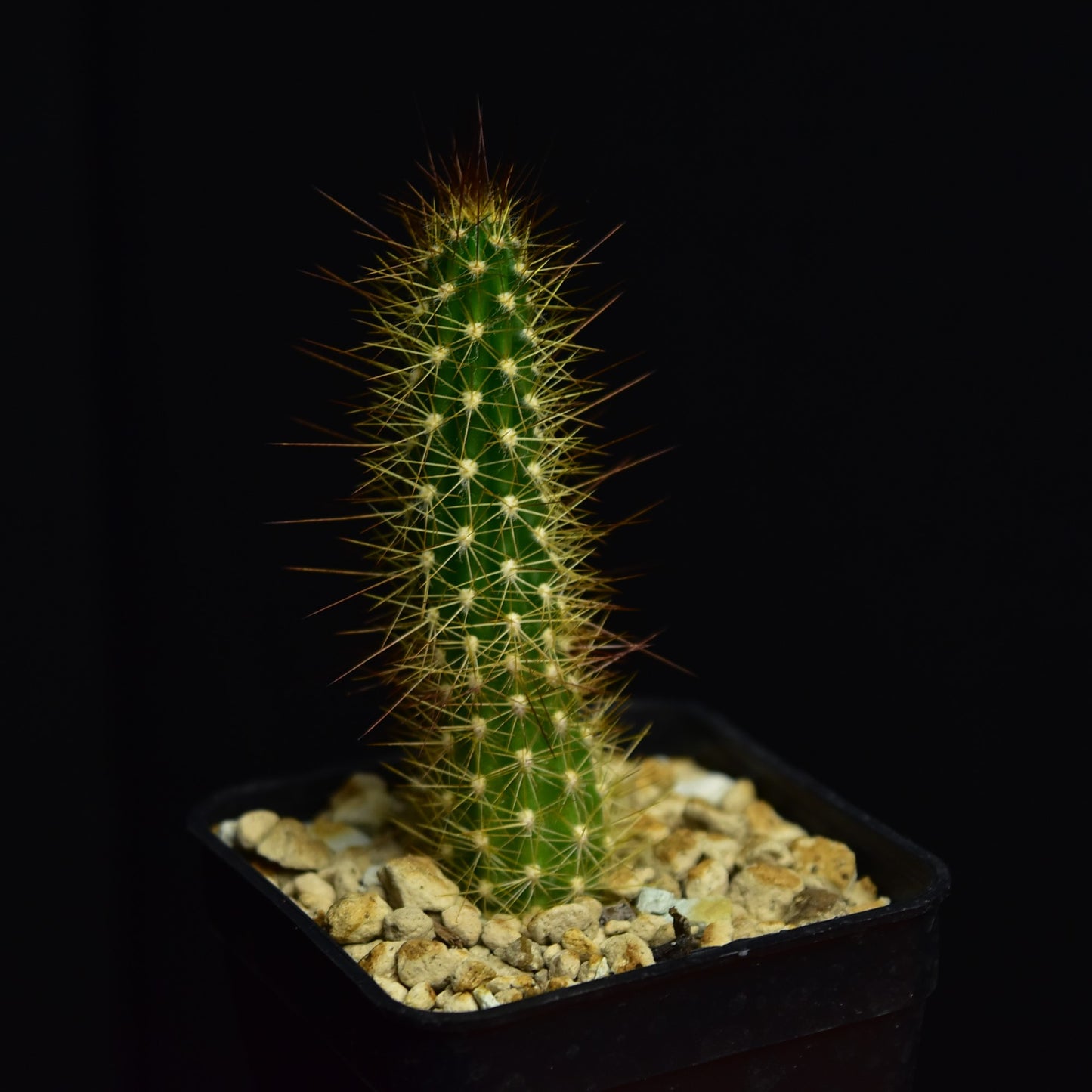 Arrojadoa aureispina