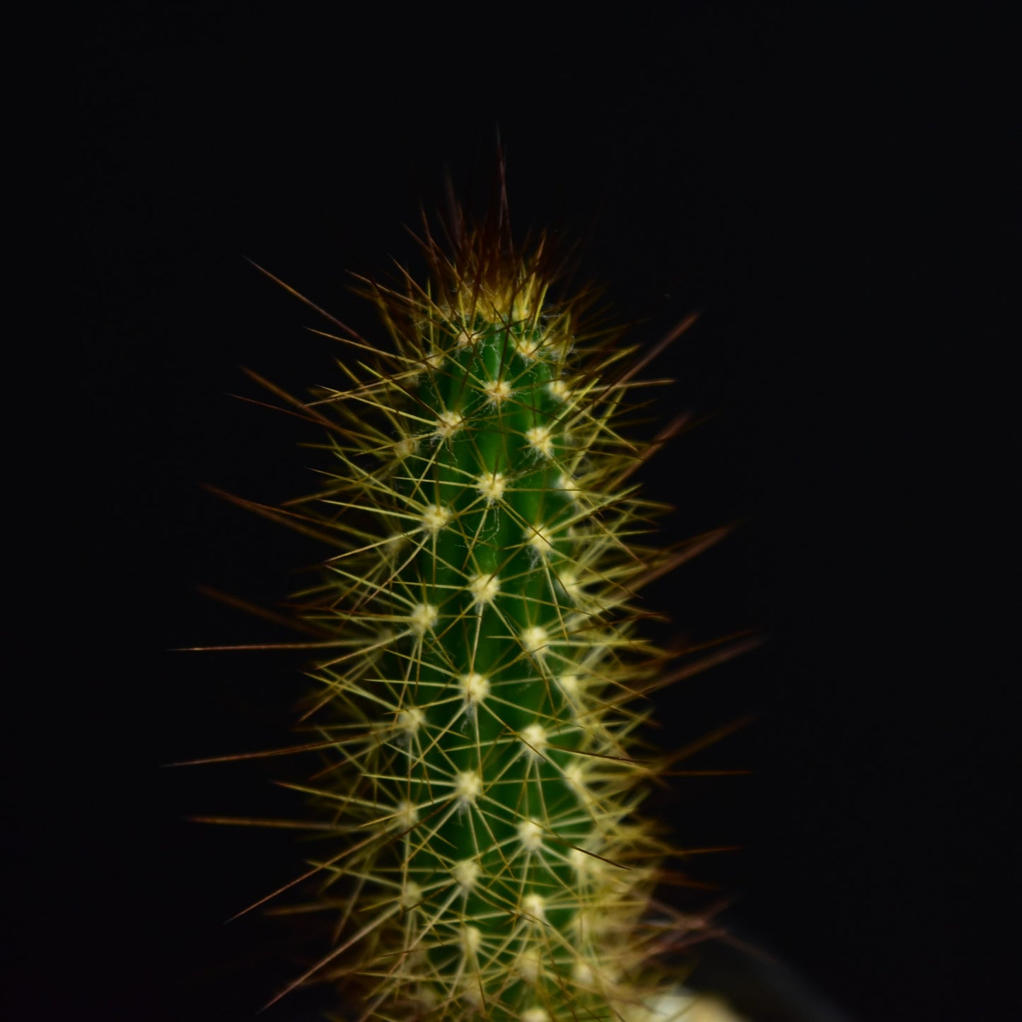 Arrojadoa aureispina