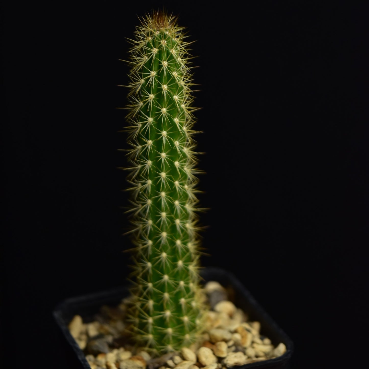 Arrojadoa horstiana