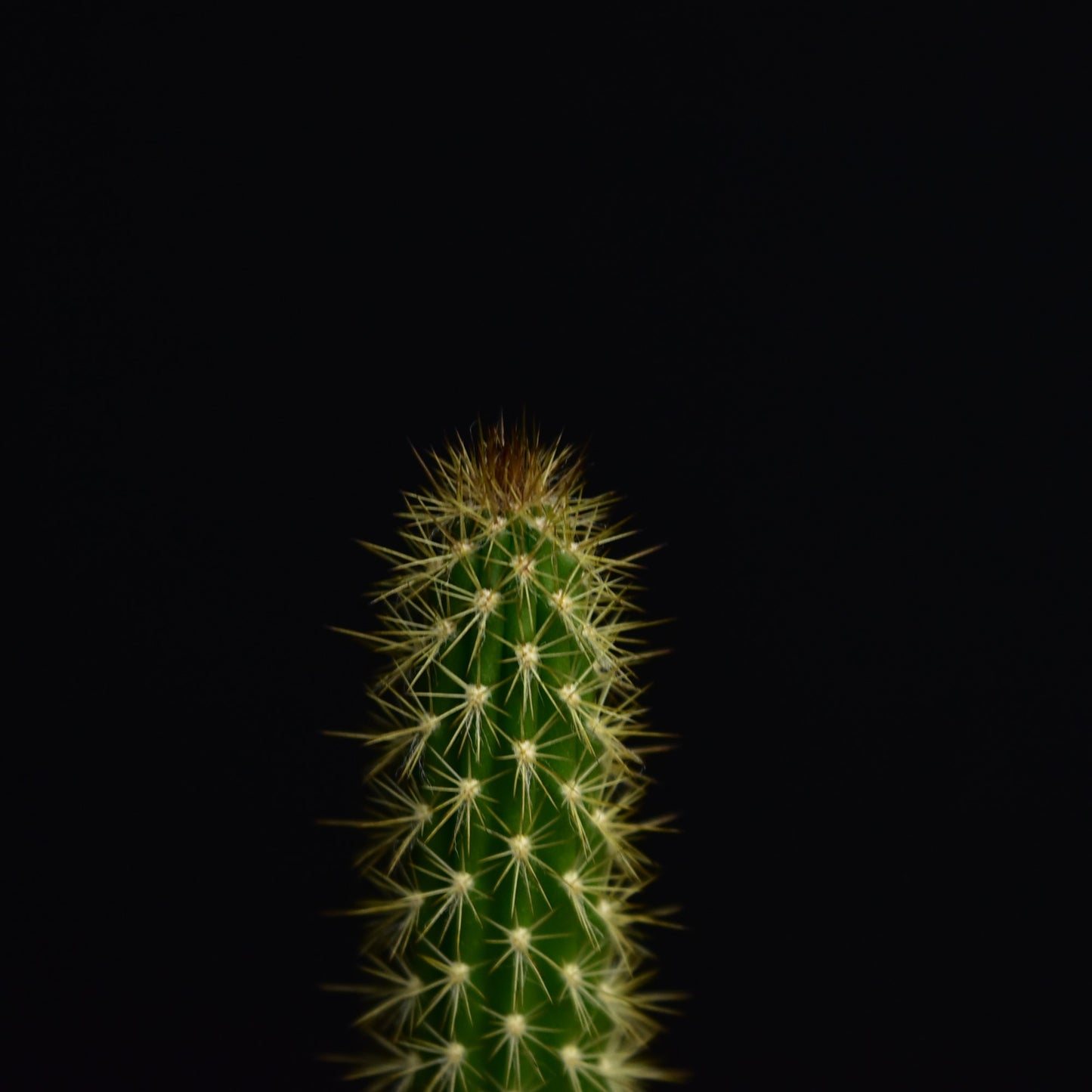 Arrojadoa horstiana