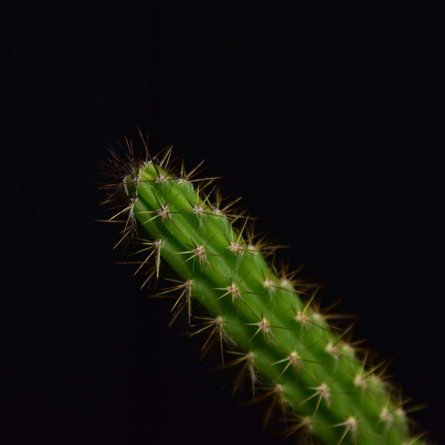 Arrojadoa reflexa