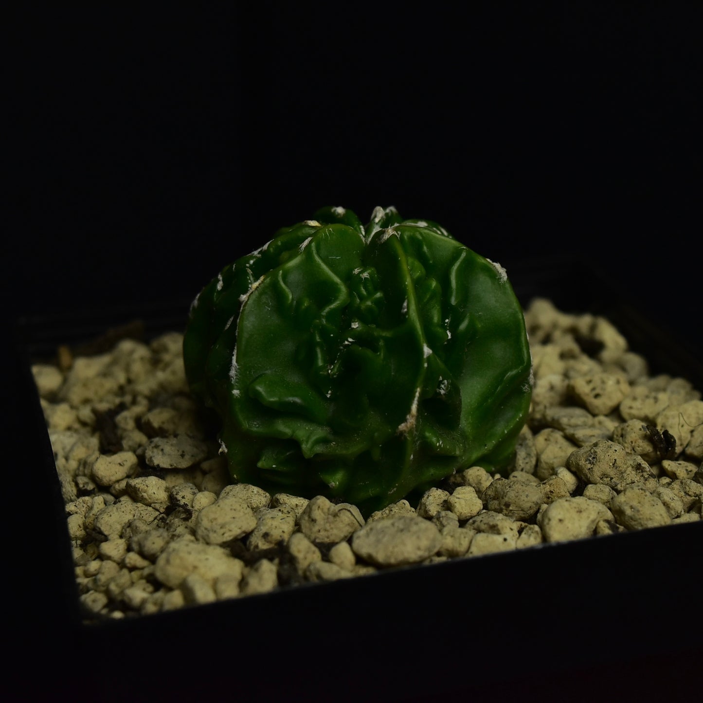 Astrophytum_Fukuryu