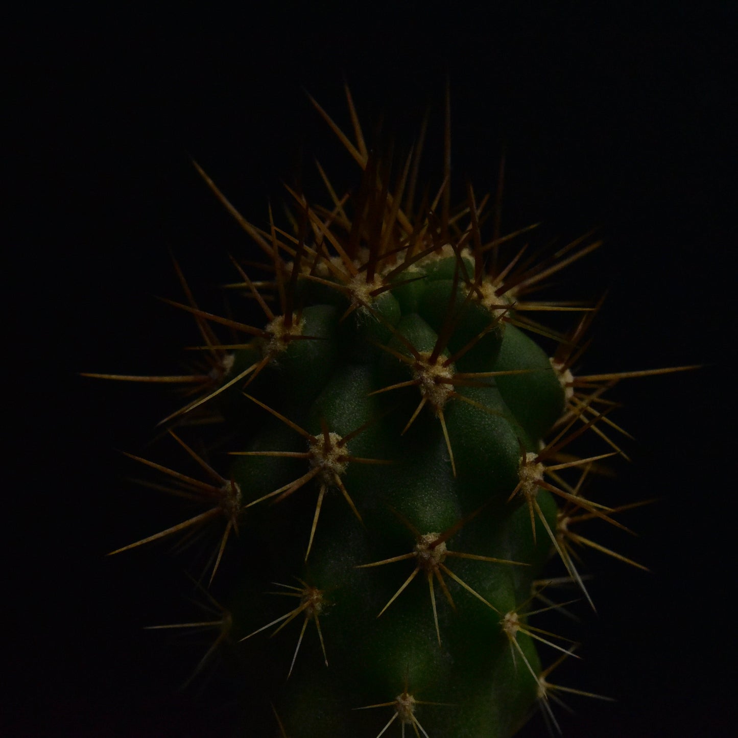 Azureocereus viridis