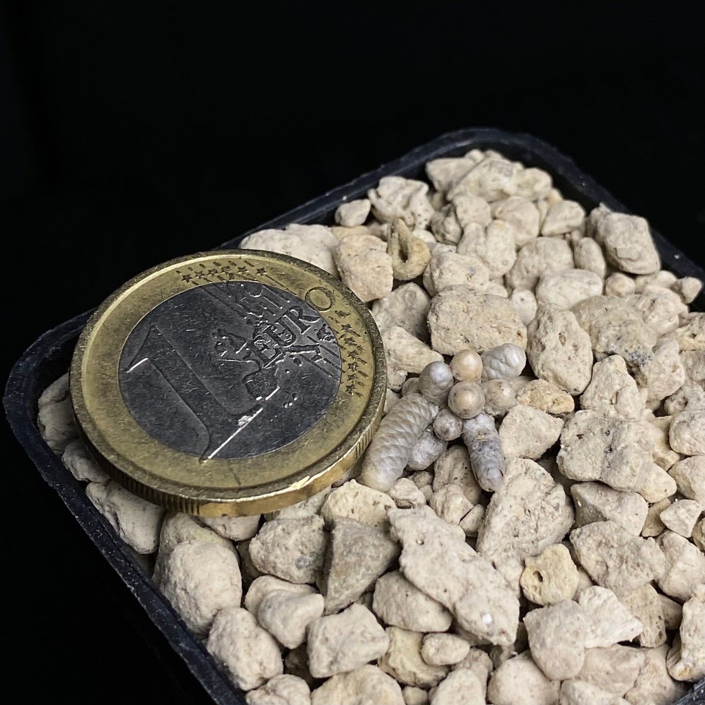 Avonia grisea (Platbakkies)