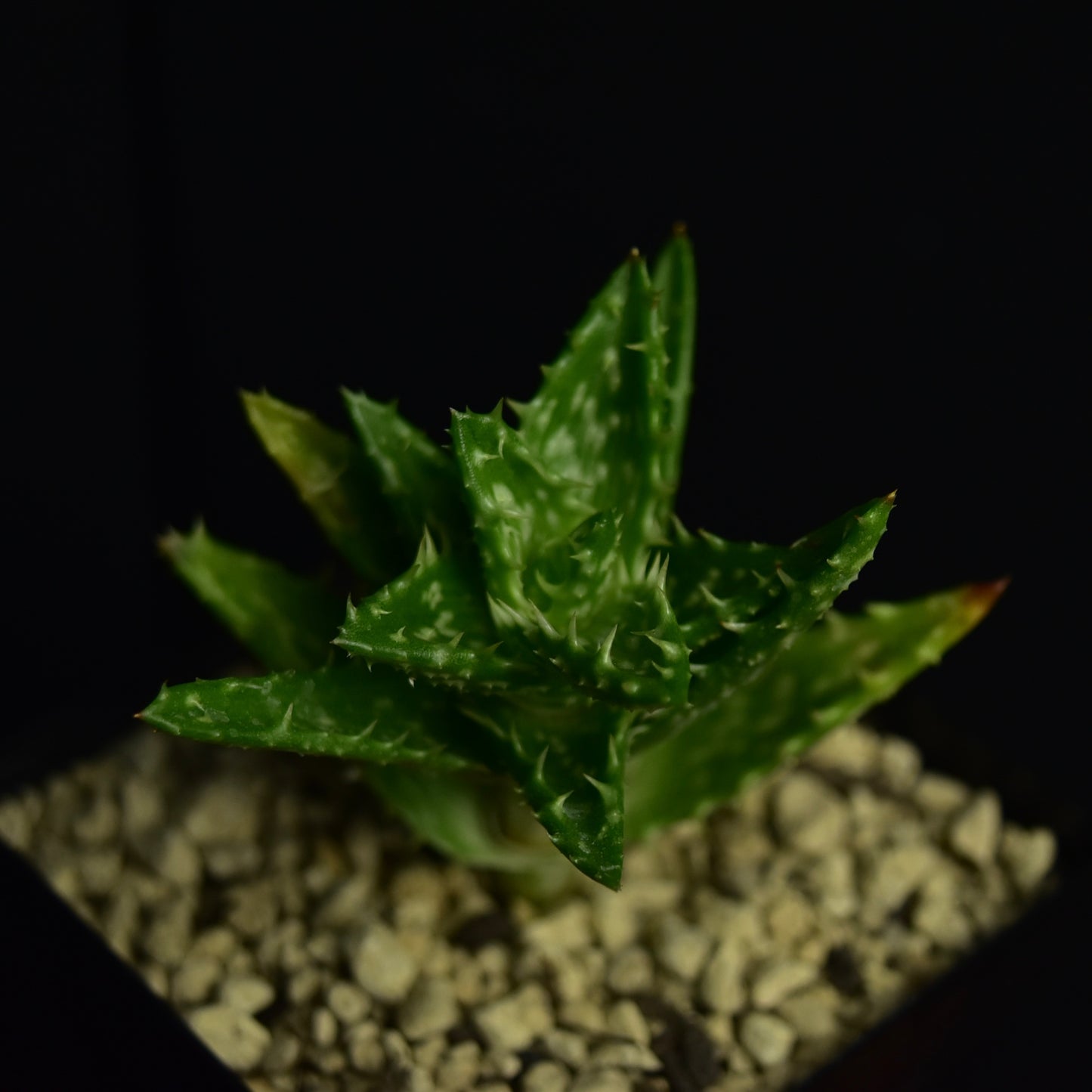 Aloe juvenna