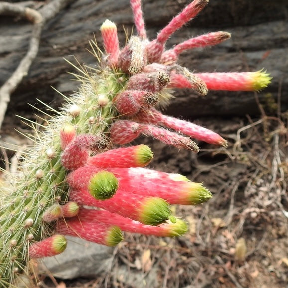 Cleistocactus smaragdiflorus
