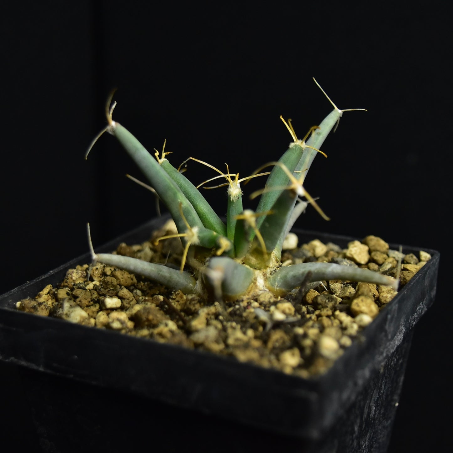 Ferobergia x Leuchtenbergia cv.