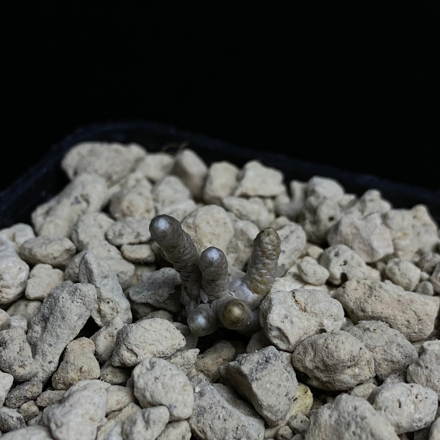 Avonia grisea (Roiwaal)
