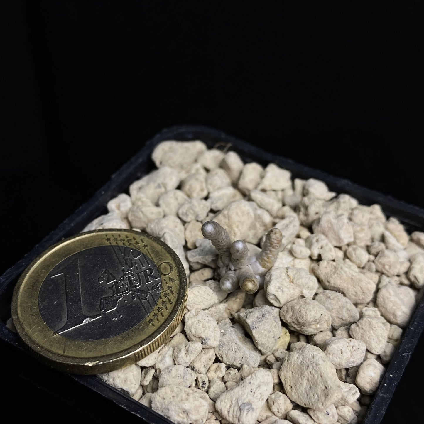 Avonia grisea (Roiwaal)