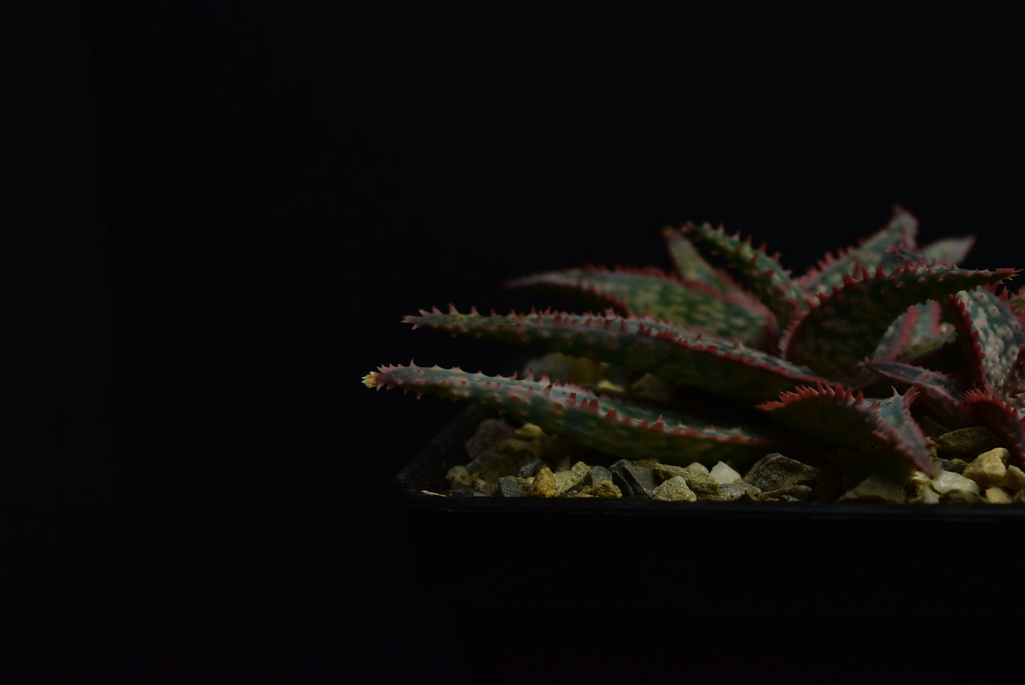 Aloe cv. "Donnie"