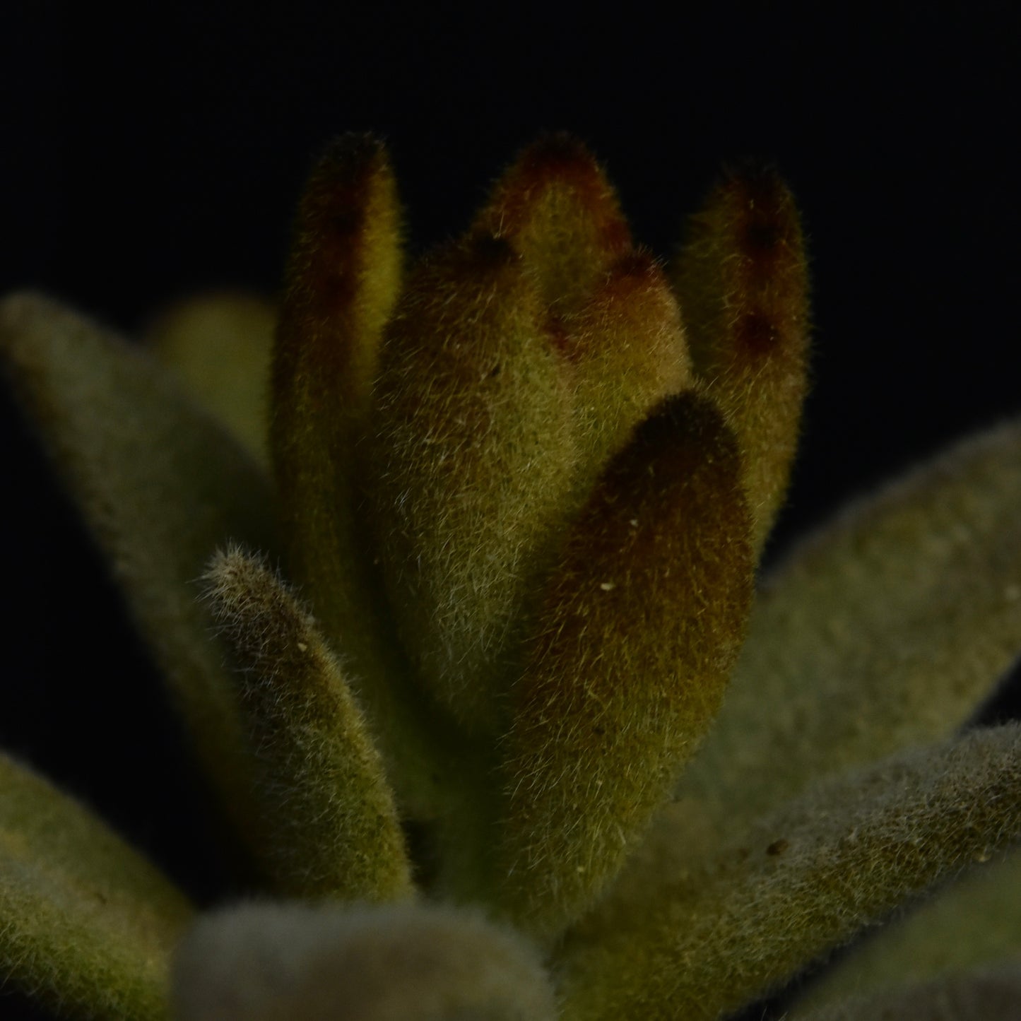 Kalanchoe tomentosa cv. Cinnamon