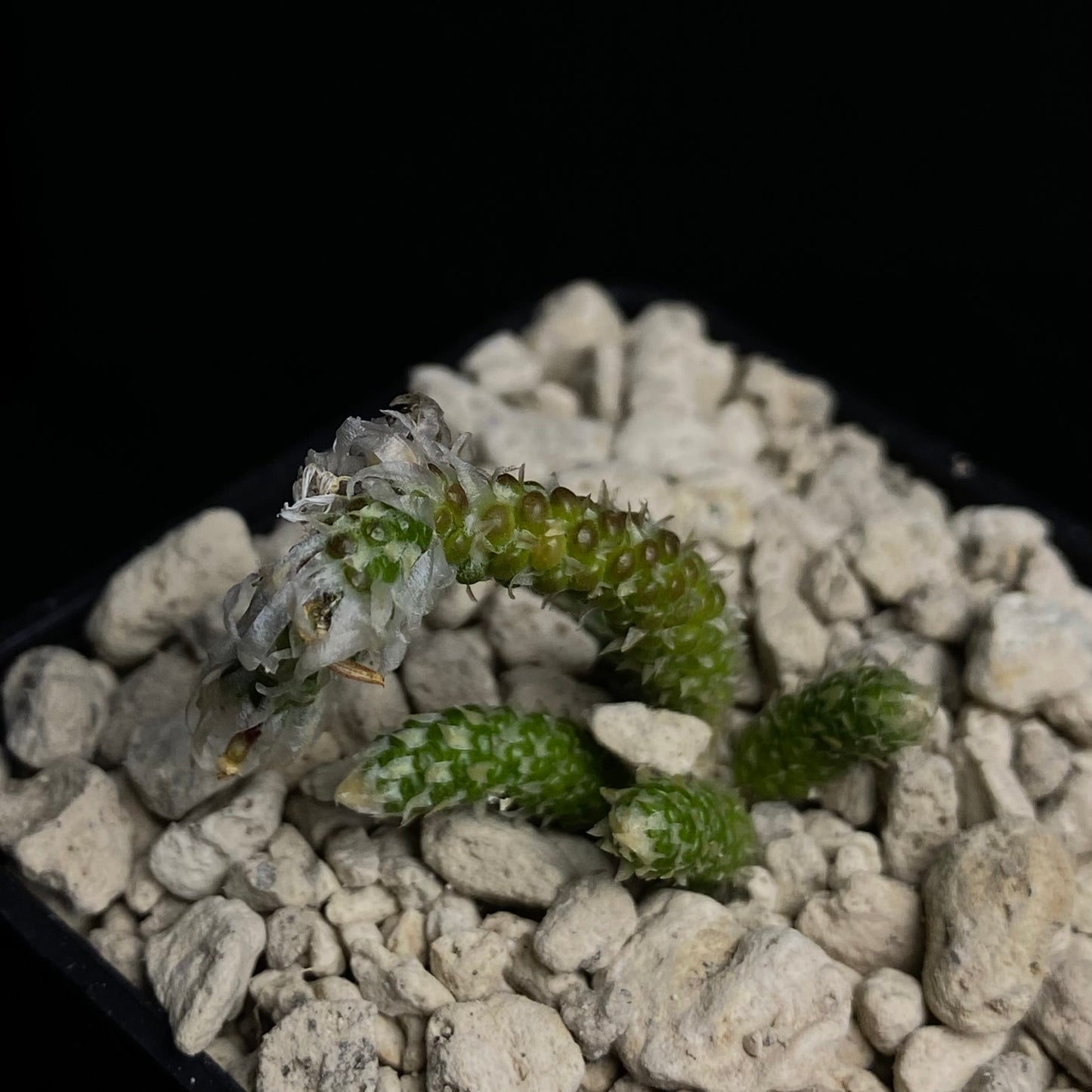 Avonia recurvata ssp. minuta (N von Ghamsberg)