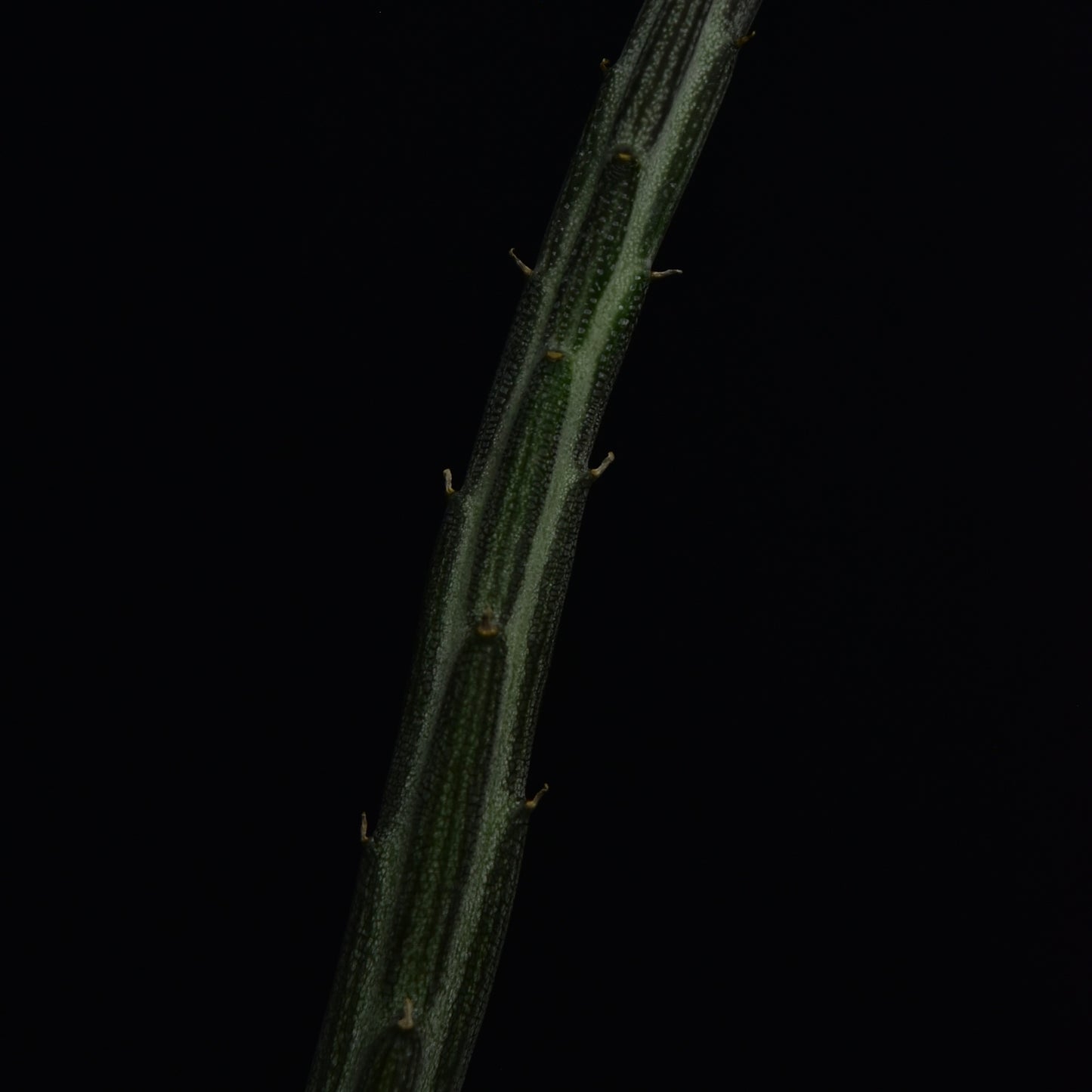 Senecio stapeliiformis