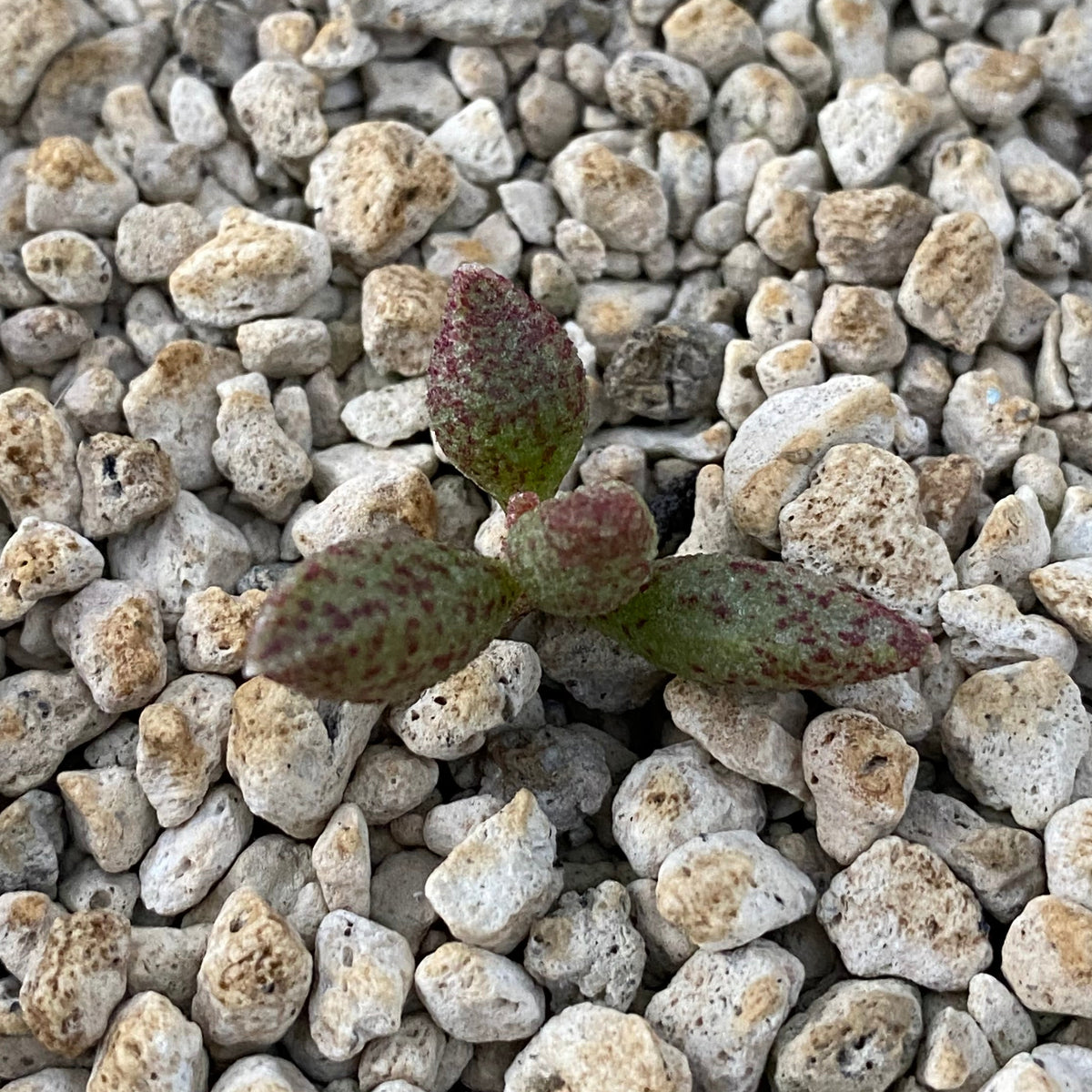 Adromischus marianiae v. antidorcatum