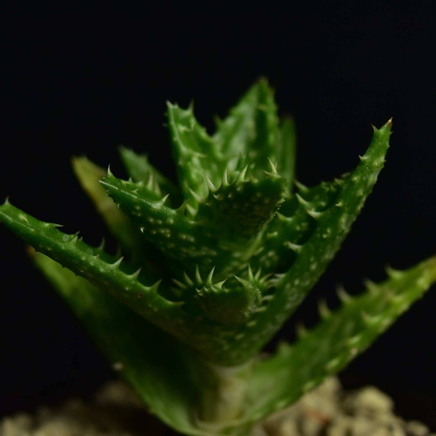 Aloe juvenna