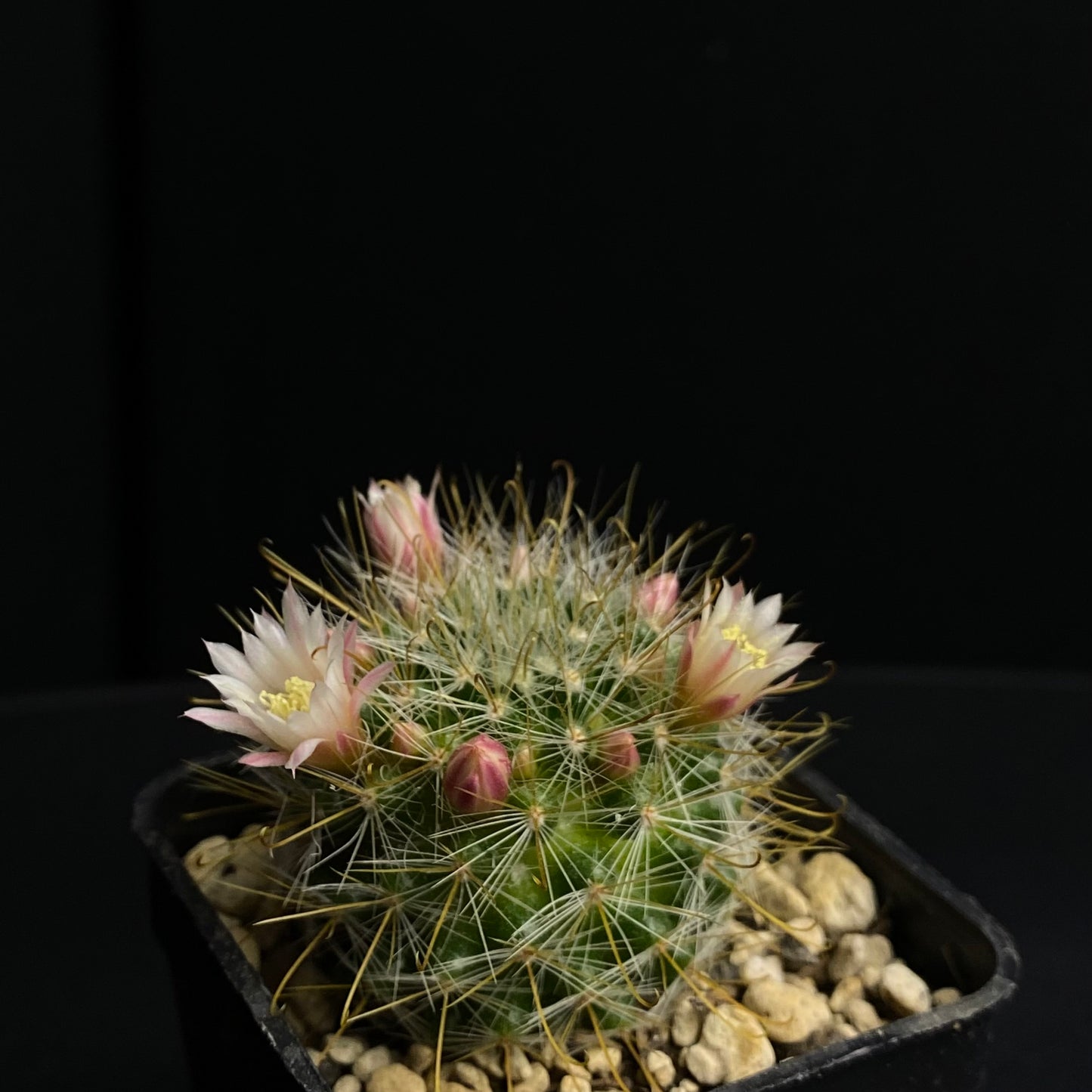 Mammillaria aurihamata