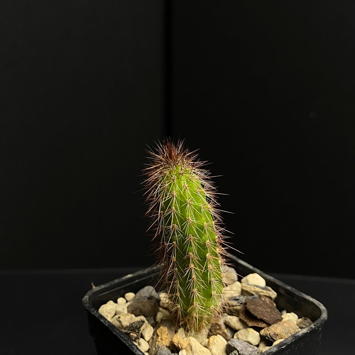 Cleistocactus smaragdiflorus