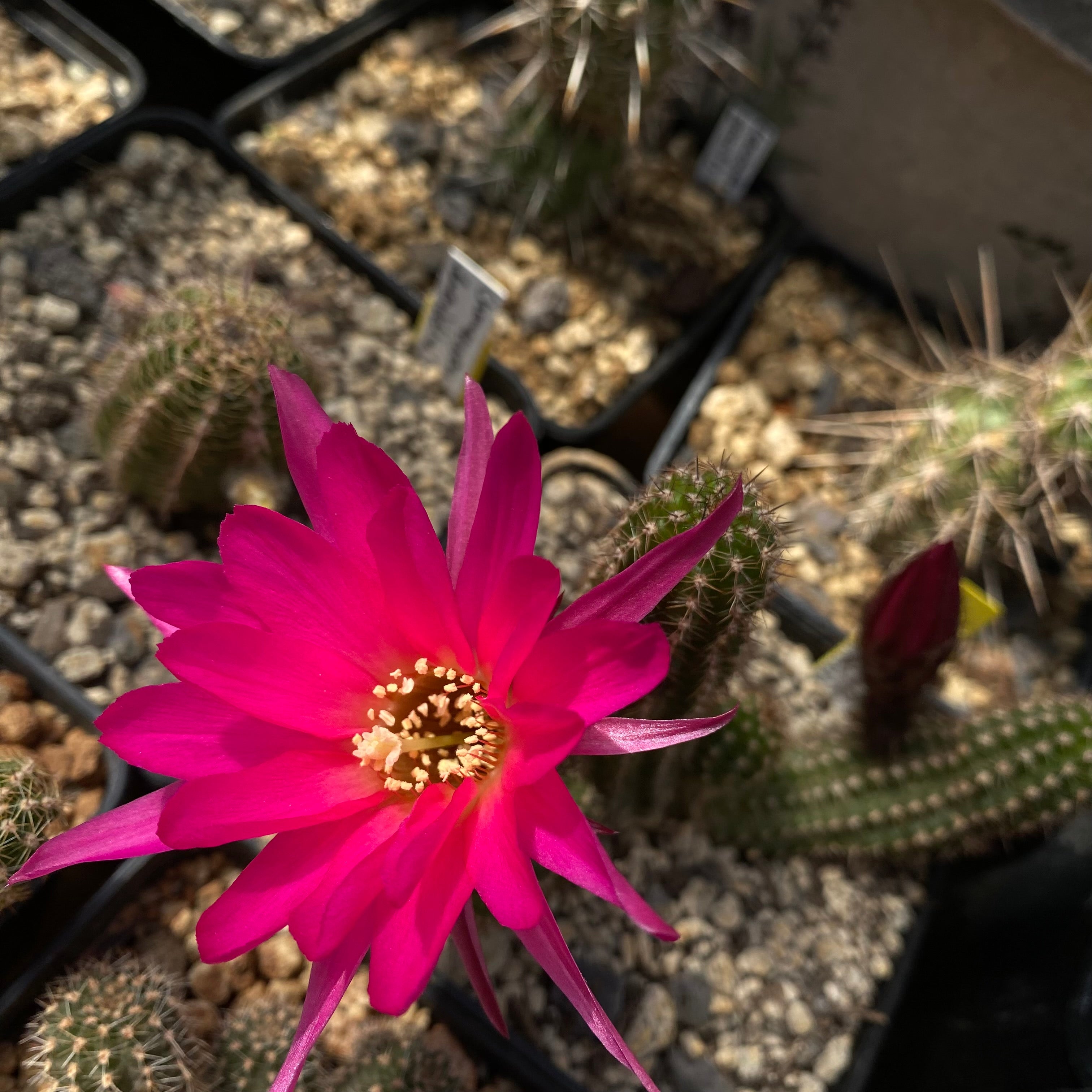 Chamaecereus cv New Dimensions Kakteen und Sukkulenten Online kaufen