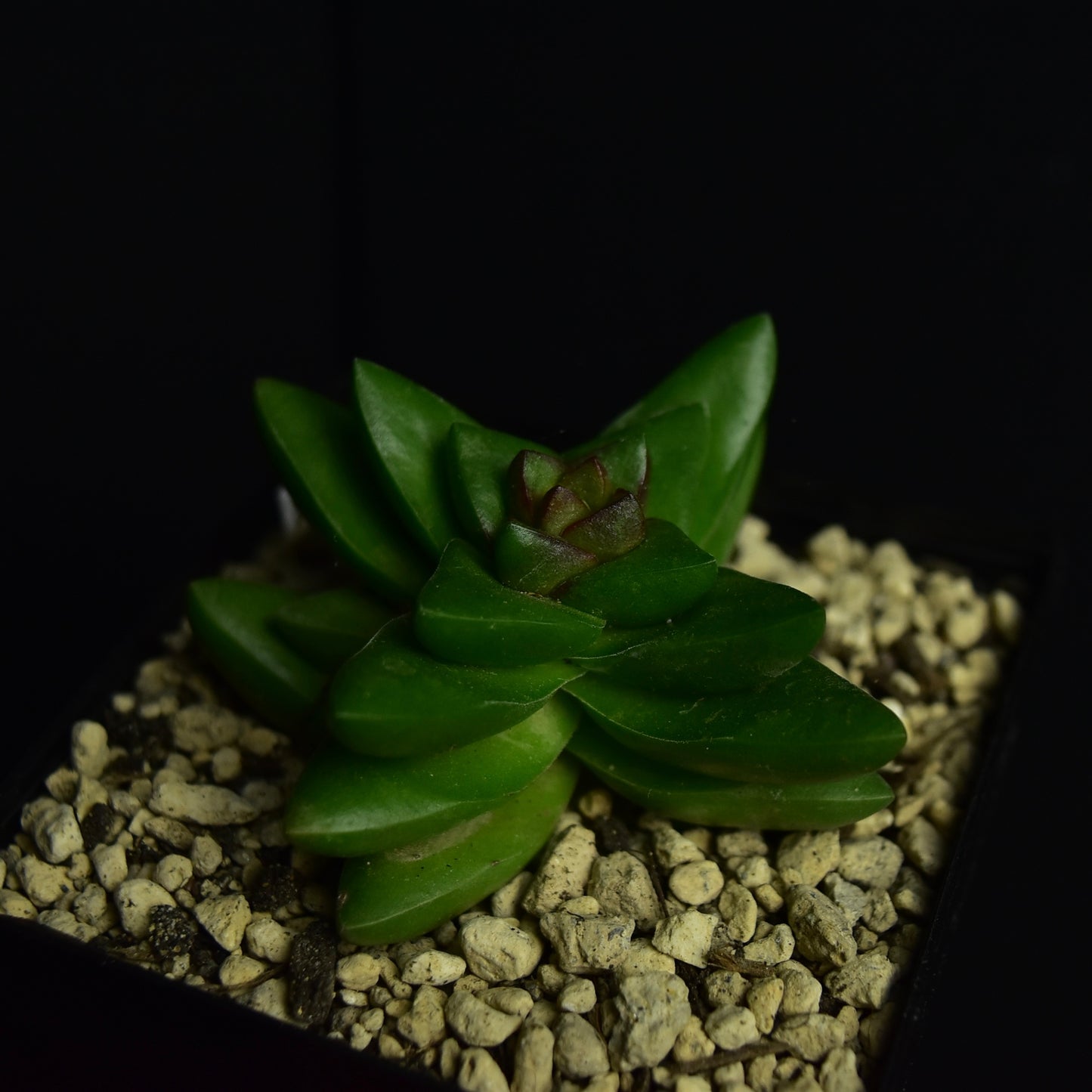 Crassula_Benjamin
