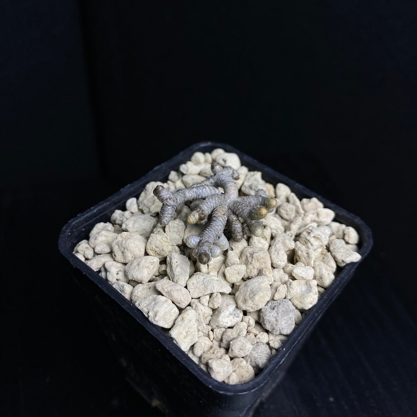 Avonia ustulata (2km S von Oviston)