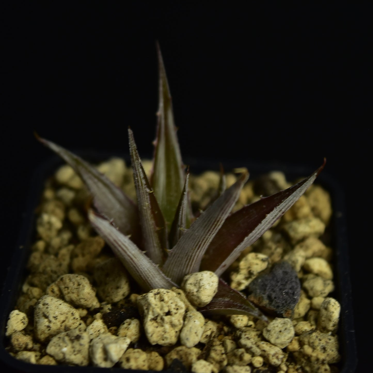 Dyckia brachyphylla