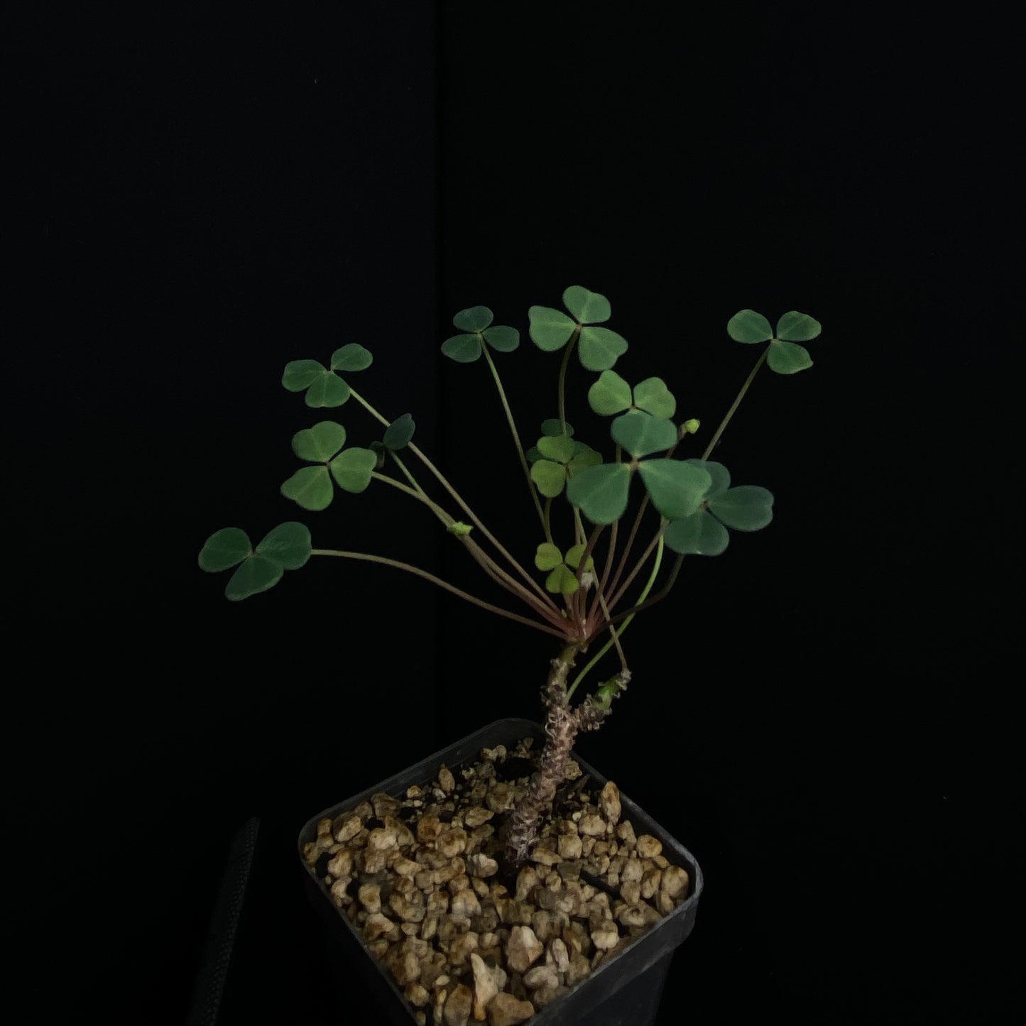 Oxalis sp. Nazca, Peru