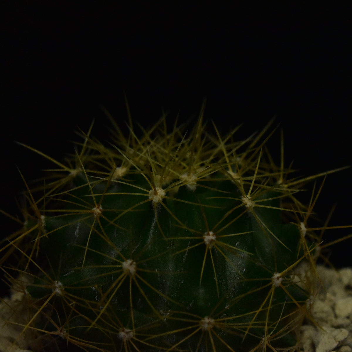 Ferocactus schwarzii (Sinaloa, Mex.)