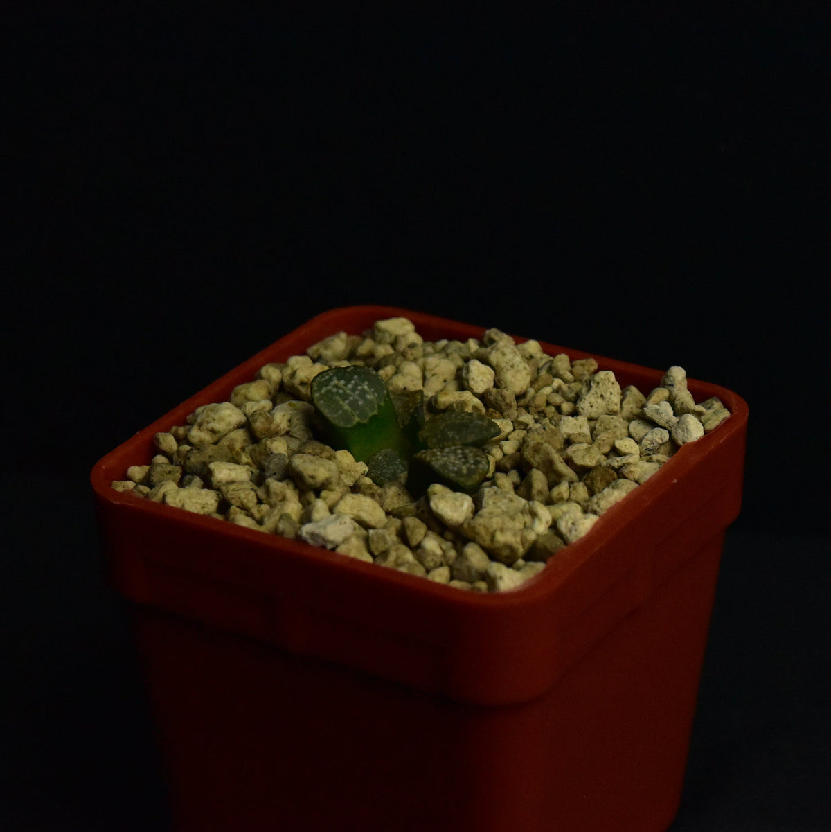 Haworthia groenewaldii (MBB7801)