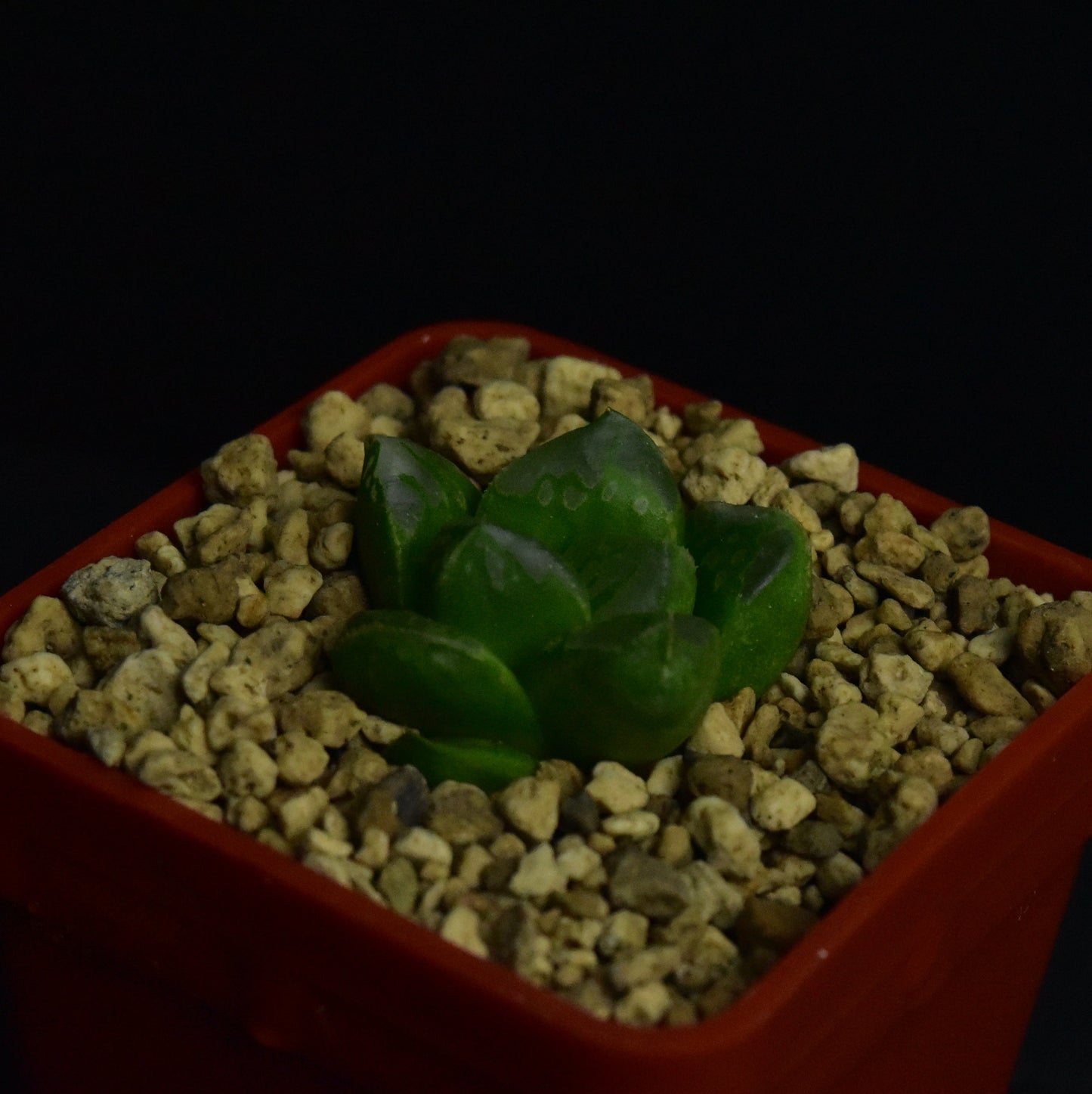 Haworthia cv. Green Flame