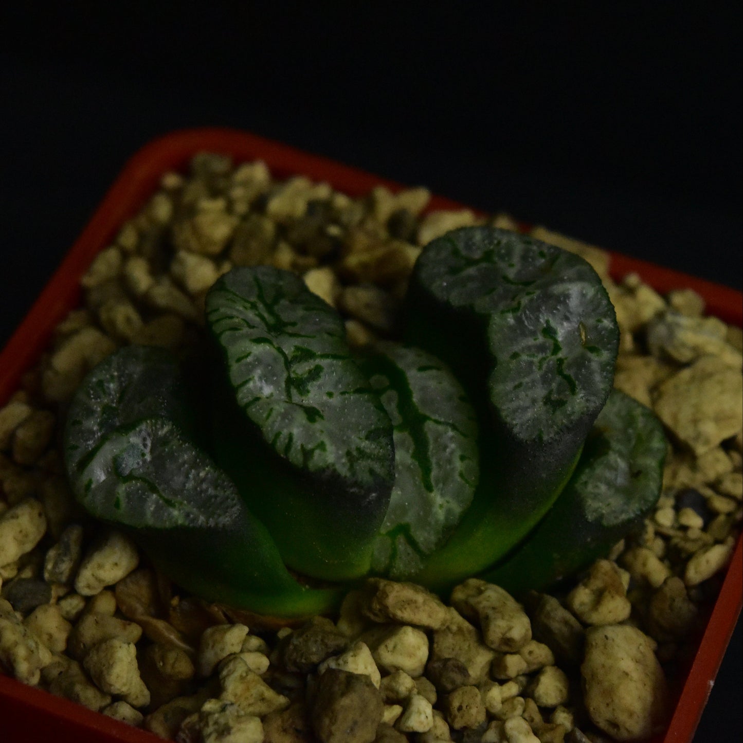 Haworthia truncata cv. Genbu