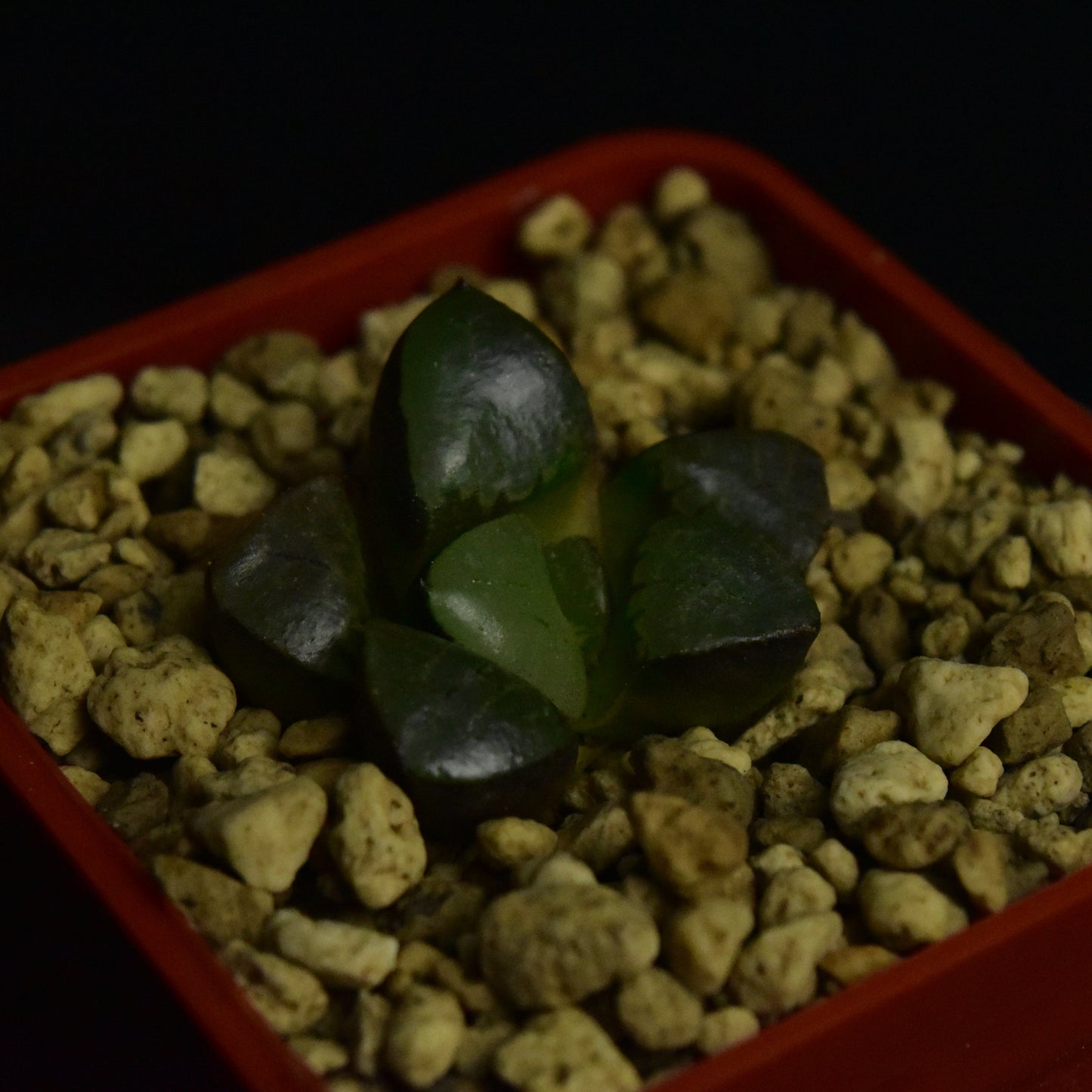 Haworthia springbokvlakensis cv. Crystal Ball